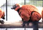 動物図鑑・アカエリマキキツネザル 4